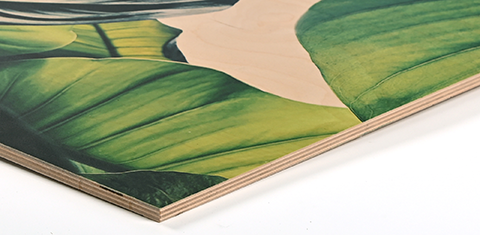 Birkefinér 9 mm - Fotograf Henrik Espensen Birkefinér 9 mm plade til print af fotos fra fotograf i Randers Fotograf Henrik Espensen